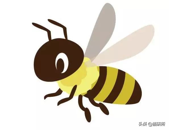 猫咪嘴里吐出半只蟑螂，我该怎么给它消毒，在线等！