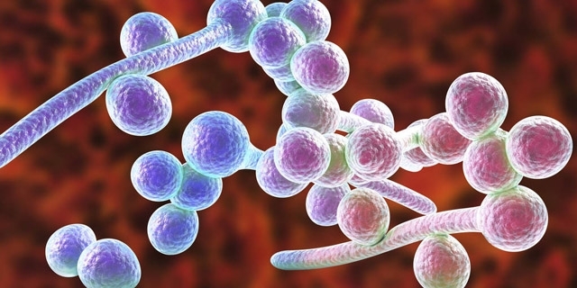 肠道真菌是怎么引起的,肠道菌群如何参与消化吸收