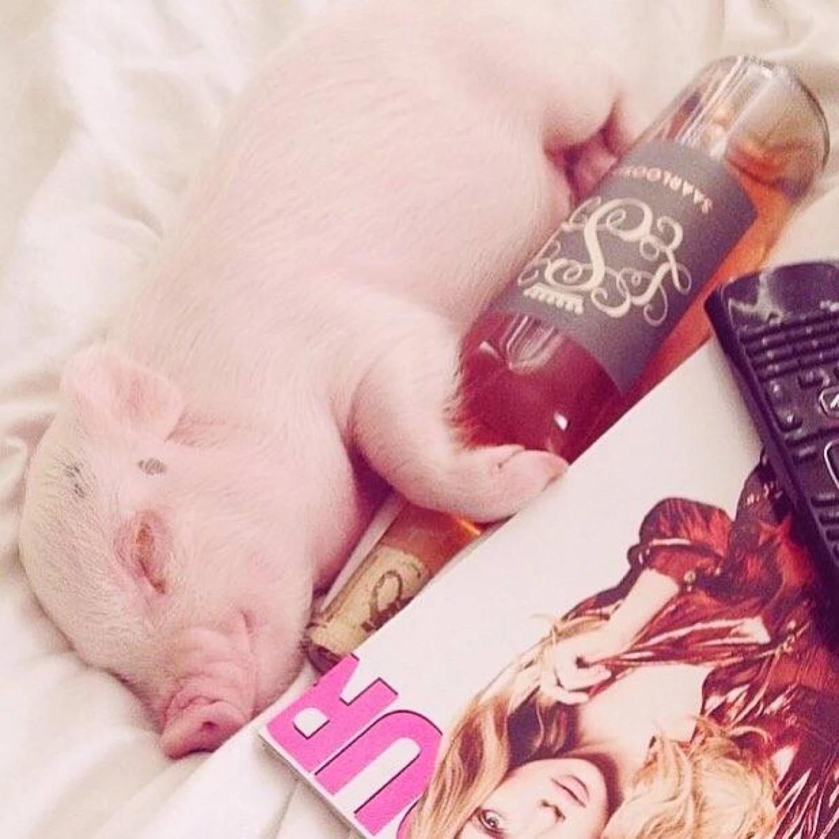 十二生肖属猪人的性格是什么样的,属猪人熬过低迷时期的生肖