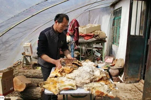 6年前捡到太岁,捡到太岁农民现在过得怎么样了