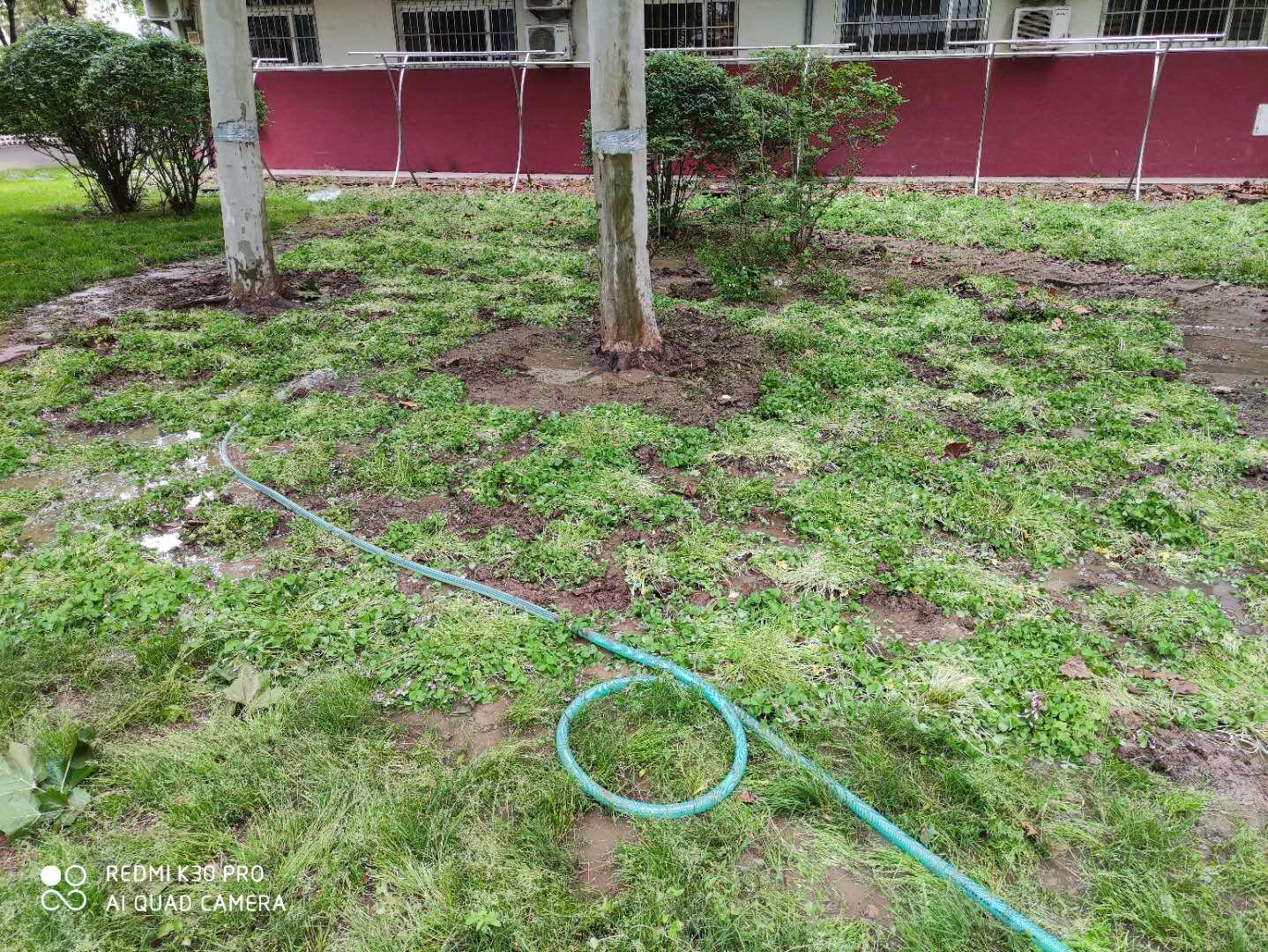 红花酢浆草属于三叶草吗,红花酢浆草与三叶草是一个品种吗