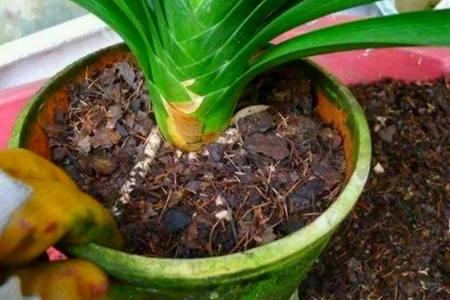 君子兰度夏的养殖方法和注意事项,君子兰度夏需要用多菌灵杀菌吗