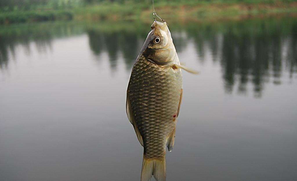小杂鱼闹窝钓鲫鱼用什么饵,冬钓鲫鱼闹小鱼怎么办