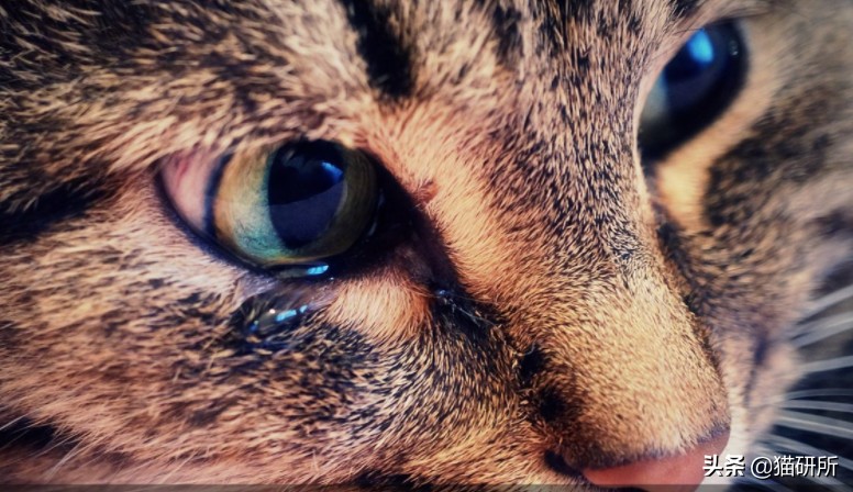 猫咪眼睛痒一直挠用什么眼药水,猫咪眼睛结膜炎怎么治疗