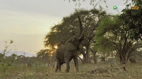 bbc封神,让很多人看一次哭一次的视频