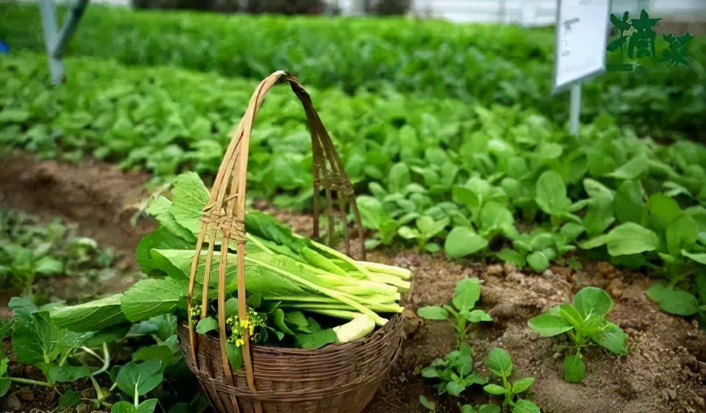有机农场的盈利模式,生态农场亏损如何盈利