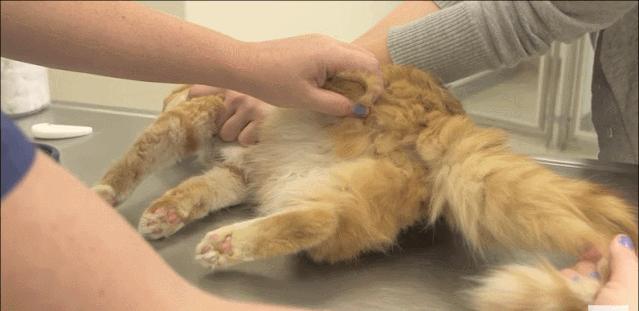 猫咪割了蛋为什么很活泼,猫怎么那么可爱呢