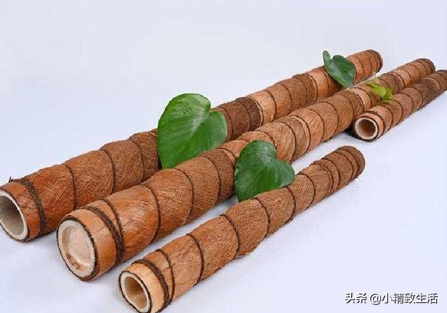 用矿泉水瓶子种绿萝,大矿泉水瓶养绿萝造型