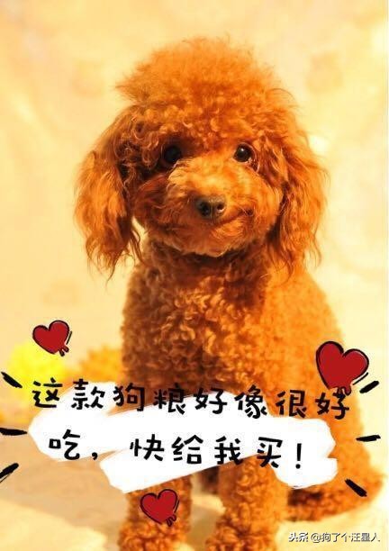 泰迪犬的寿命能达到20岁吗,泰迪犬未生育会影响寿命吗