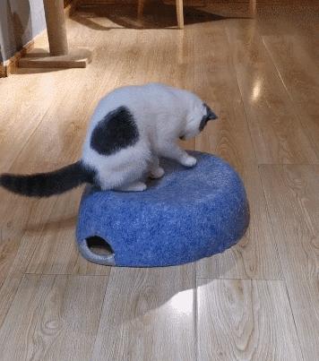 猫咪没坏心眼视频,猫咪没有坏心思在线阅读