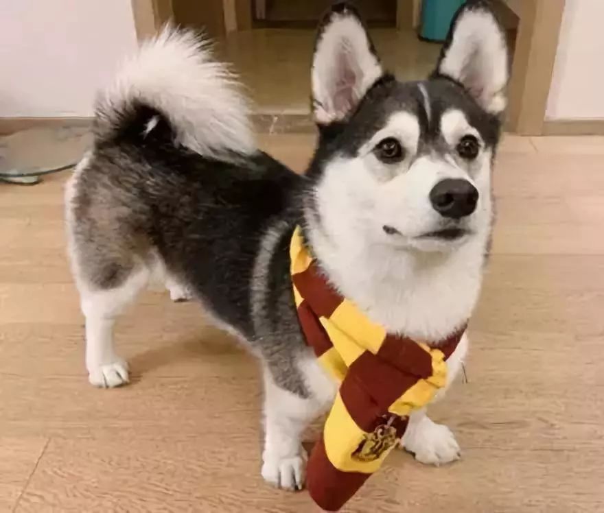 宠物经济剖析,宠物经济如何赚钱