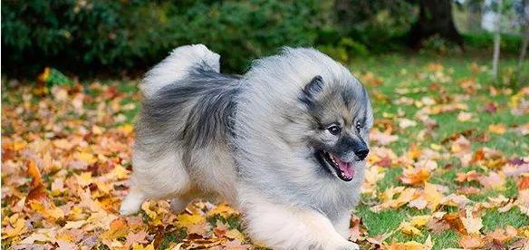 每日一犬---荷兰毛狮犬