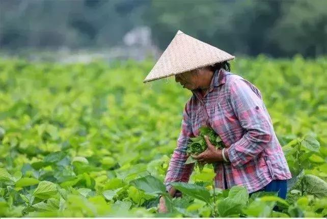 农村青年致富带头人总结,农村青年致富带头人计划开展情况