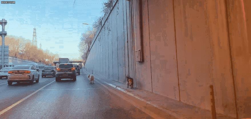 两只狗狗在五环车流中穿梭，前爪脚垫裂开！接下来一幕动人——