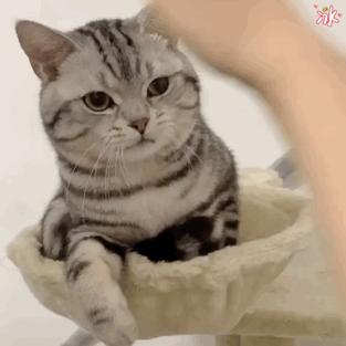 美短虎斑猫咪的品种,美国短毛猫虎斑价格