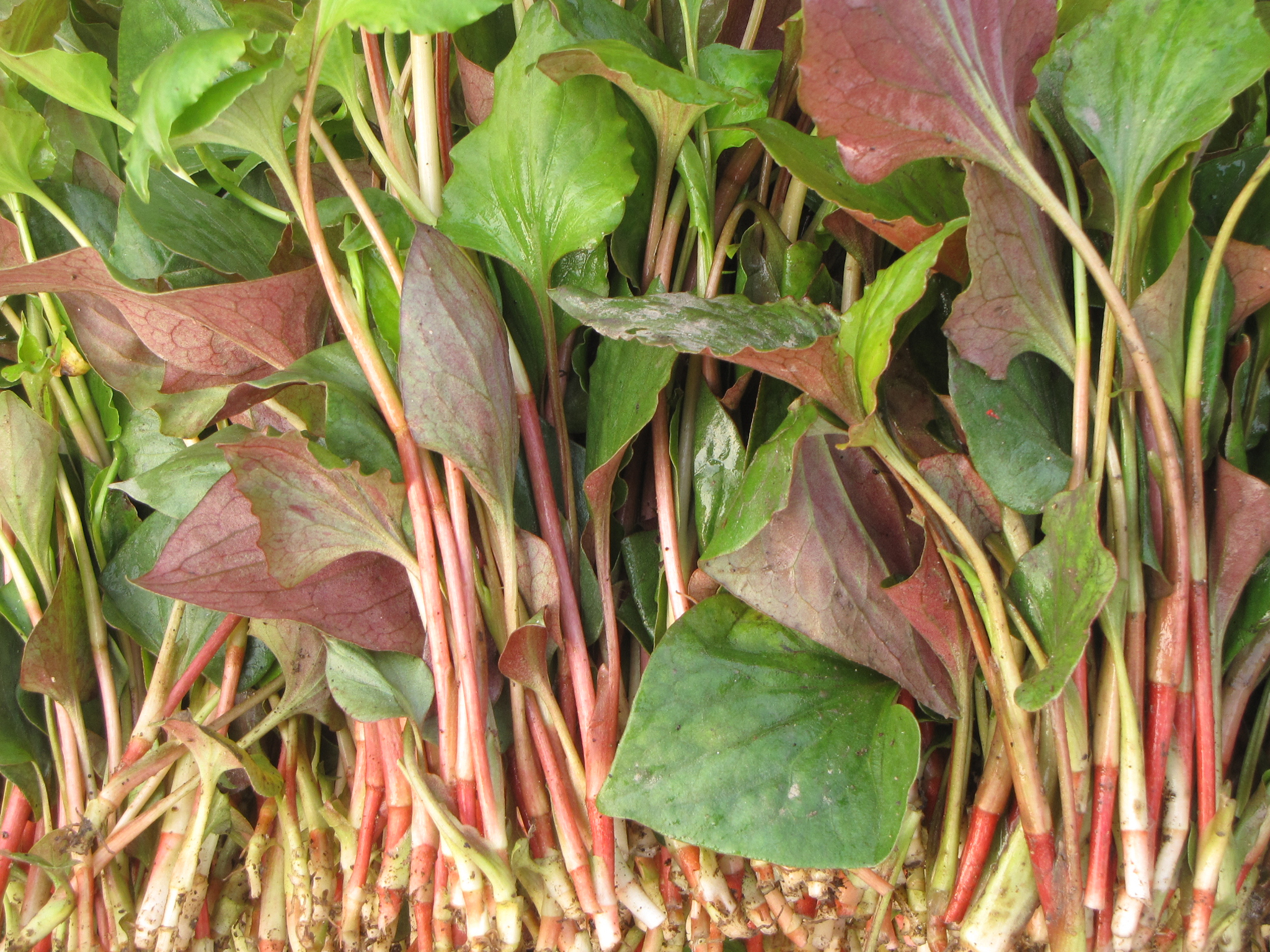 鱼腥草无公害丰产栽培技术,鱼腥草栽培