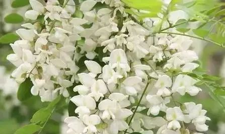 去到郑州不得不吃的六种美食,春天里最不可错过的美食