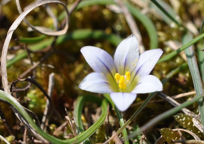 1月至12月生日花的花语,什么花语是祝福生日快乐的花