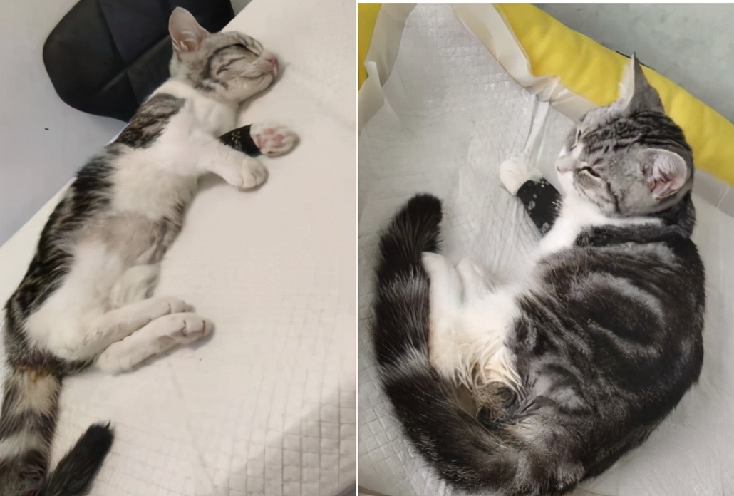 团子猫传腹治好了吗,团子的猫传腹