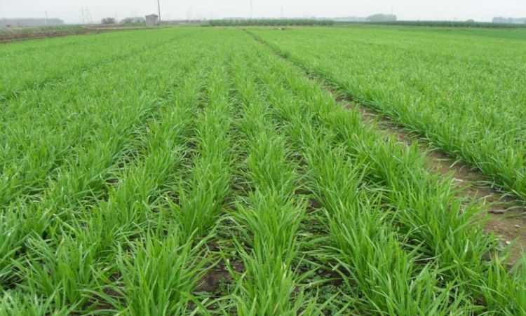 韭菜清肠功效与作用,韭菜有益健康