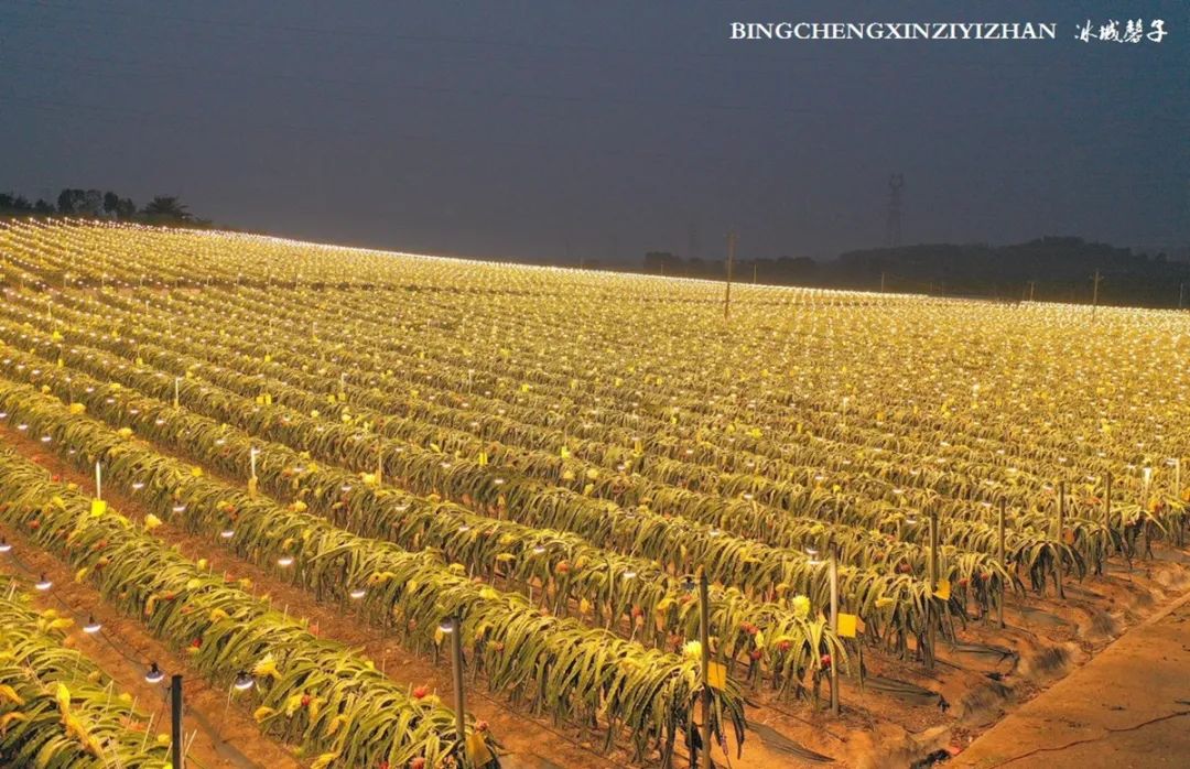 海南乐东九所康养度假村,海南乐东九所康养基地有哪些