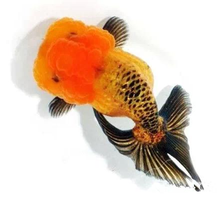 这些五彩斑斓的金鱼养眼又养心,最美的观赏金鱼值得一看