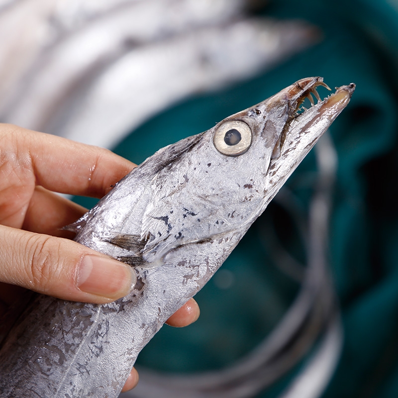 买带鱼要买大条还是小条好吃,带鱼小的好还是大的好吃