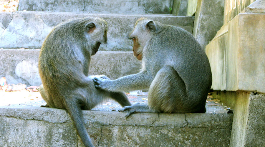 印尼巴里岛皇宫海神庙,印尼巴厘岛海神庙日落