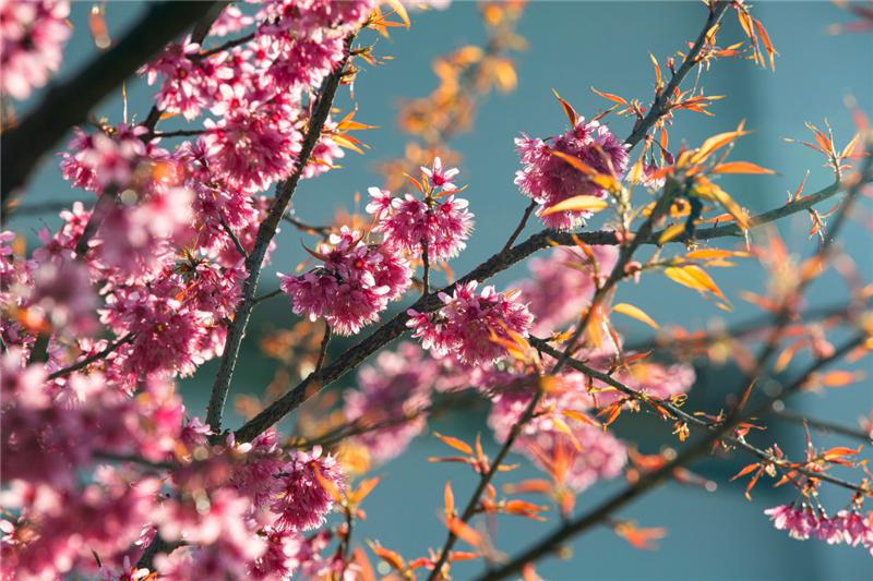 阳春三月踏青吟,阳春三月诗和风景