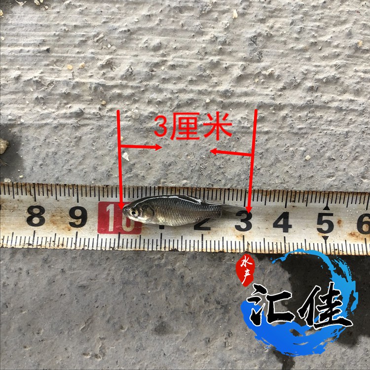 中科三号鲫鱼生长速度对照表,鲫鱼苗中科三号和中科五号哪个好