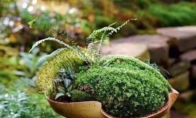 苔藓意境盆景,文人树盆景怎么养才能突出好看