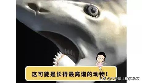 撸过猫撸过狗但你撸过“鱼”吗?