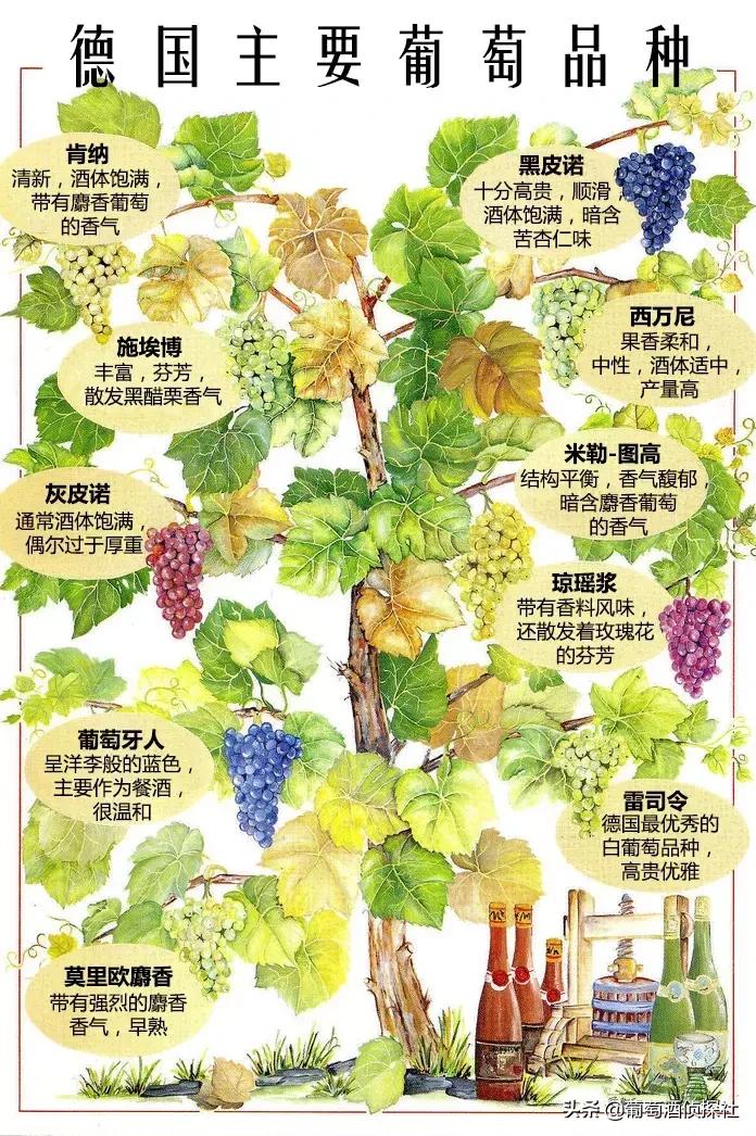 免费微课丨来自莱茵河的魅力-德国Germany