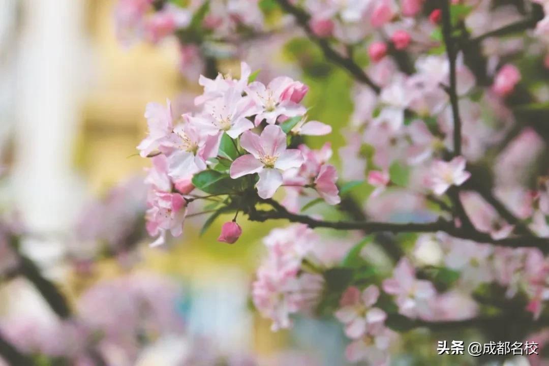 成华区新建湿地公园有哪些,成华区的综合性公园有哪些