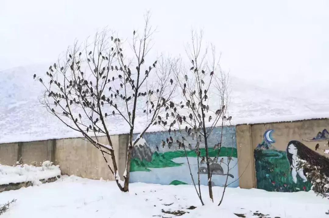 神秘的藏地精灵，米拉子子与米拉的故事