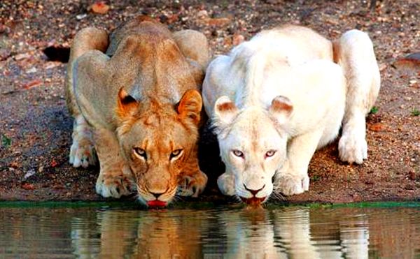 为什么动物可以喝脏水,为什么野生动物喝酸的水不会生病