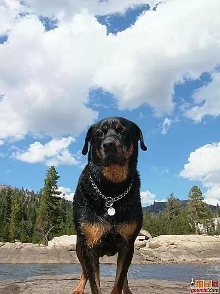 狗狗大全,送给喜欢狗的人）