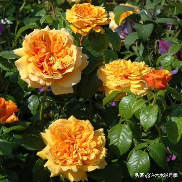 不耐晒的月季夏天怎么办,盆栽月季严重晒伤脱水怎么救