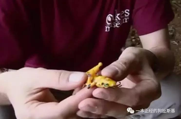 大卫爱登堡致辞,大卫爱登堡国语版