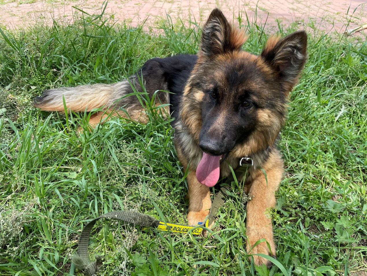 中国刑警学院淘汰犬最高拍出33万，训导员想拍下自养，有竞购者称买到当儿子养，有人准备了北京郊区院子