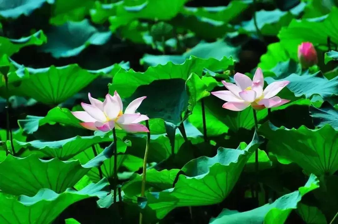 郑州向全球招才引智,郑州欢迎你2018