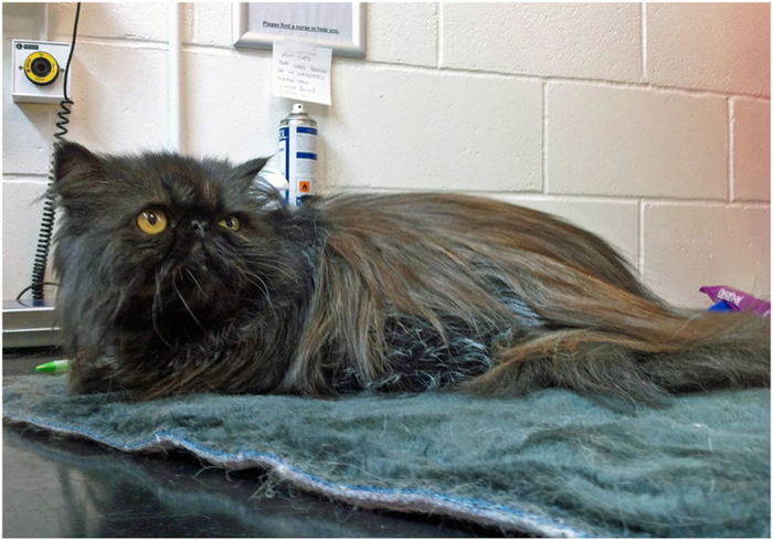 猫咪体重低怎么回事,猫咪体重忽上忽下