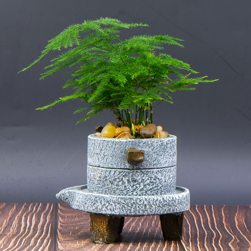 好养的盆栽花卉排名前十,盆栽花比较好养的有哪些