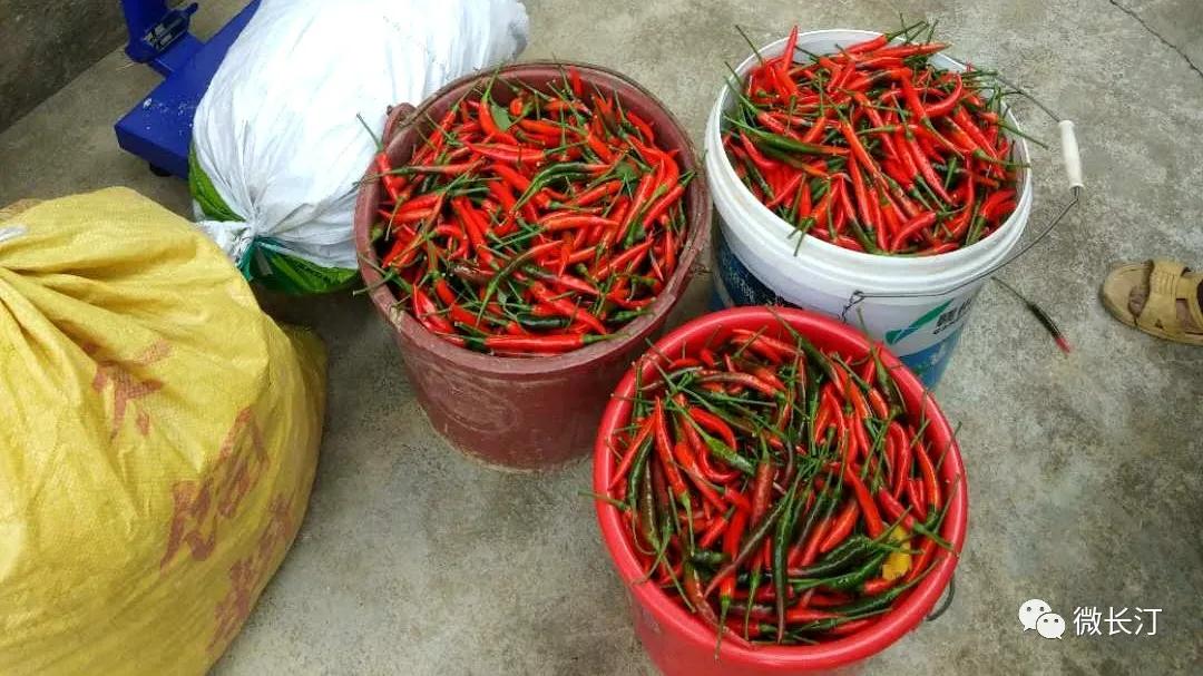 辣椒种植映红致富路,辣椒产业铺就农民致富路