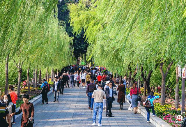 福州菊花展21年还有吗,福州西湖菊花展人山人海
