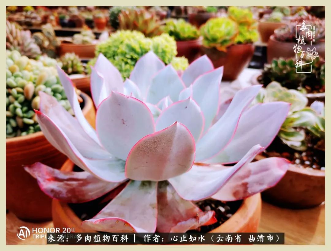 感谢陪伴感恩所有的遇见,让每个人都能感受到多肉的美好