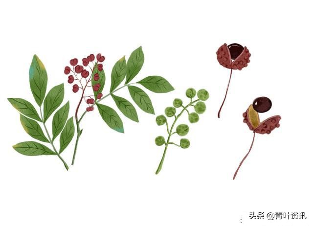 艾草泡脚和药材泡脚,睡前热水泡脚胜过十全大补