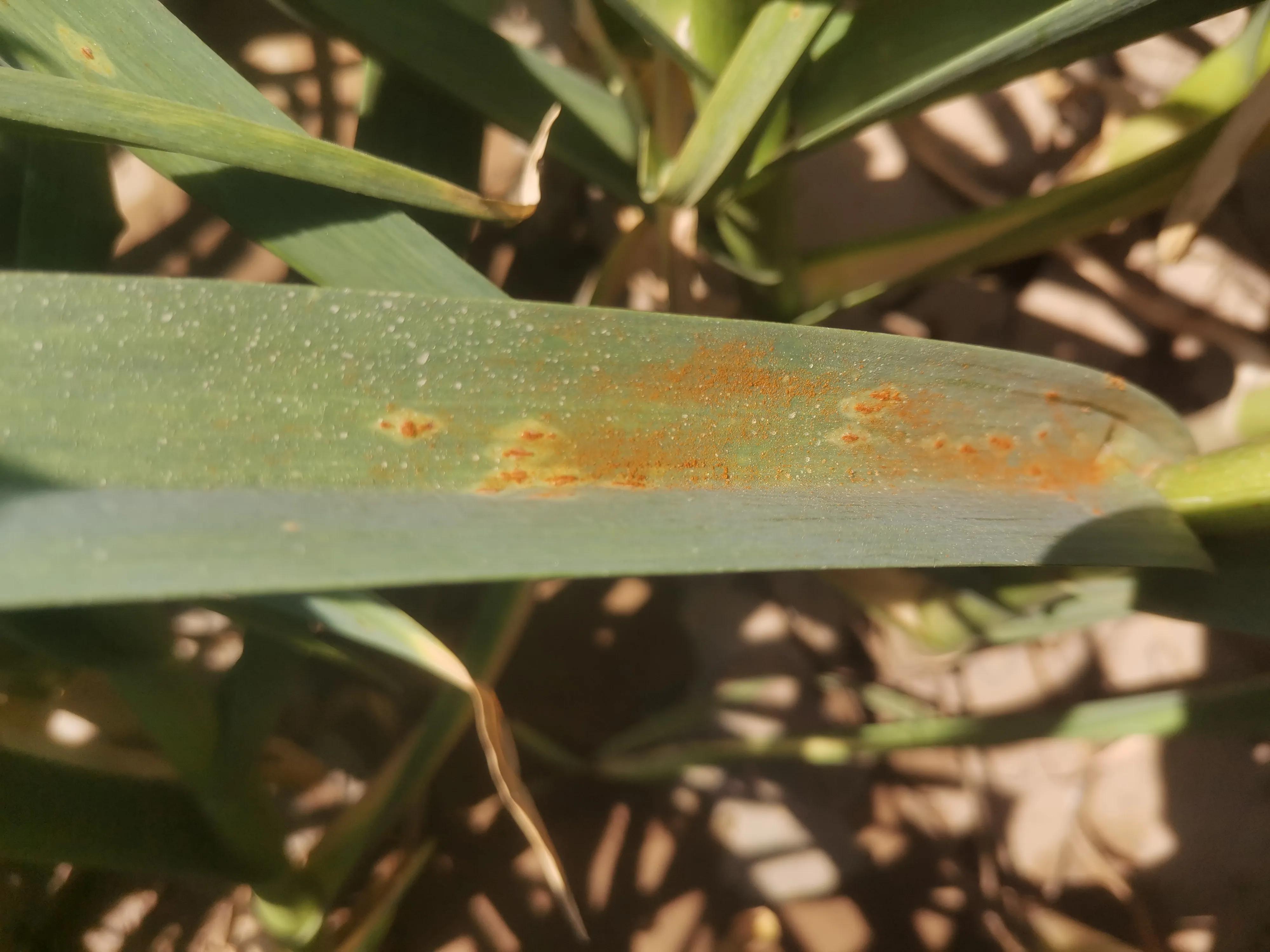 农药小蓝帽治大蒜锈病吗,大蒜灭锈病用什么农药