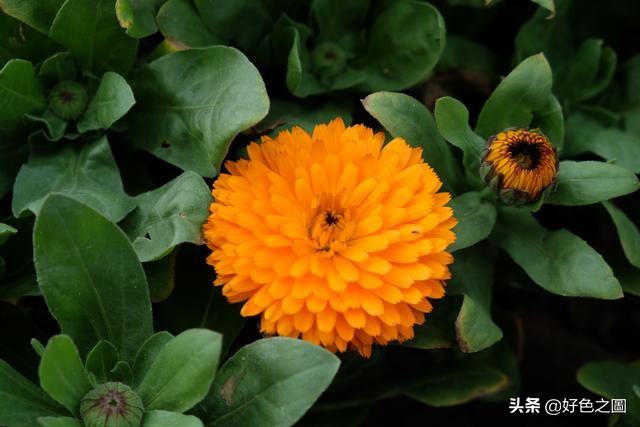 最好的微距拍摄方法,微距摄影环