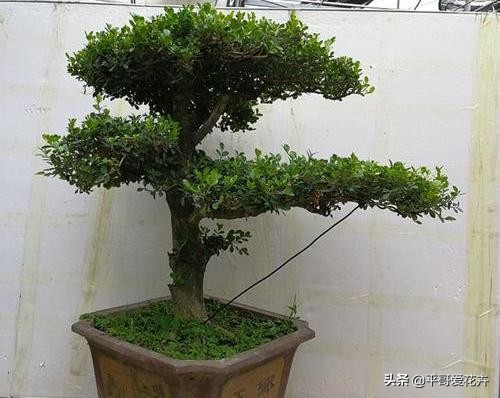 教师节给老师送什么花,教师节快要到了送给老师什么花了